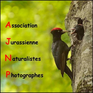 Association Jurassienne des Naturalistes Photographes Association Jurassienne des Naturalistes Photographes